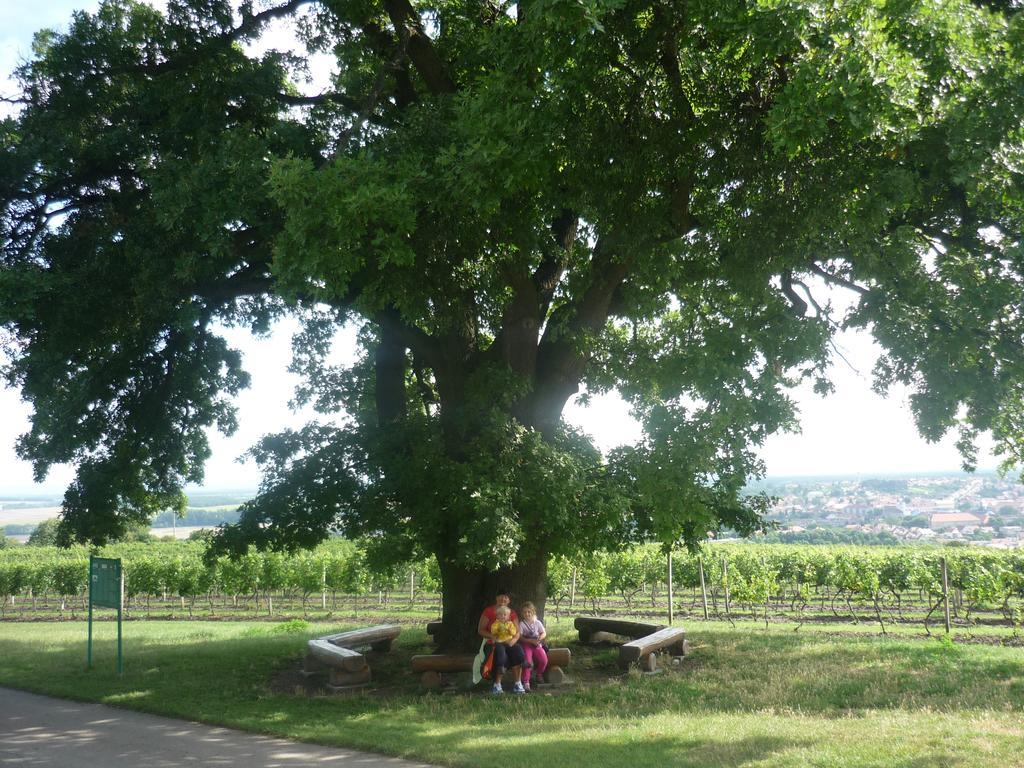 Ubytovani Nad Sklipkem Valtice Exterior foto